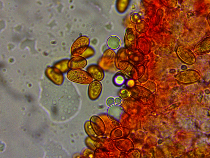 Phaeomarasmius rimulincola Sporen Rinden Schueppchenschnitzling Lamellen gerieft winzig Mikroskop Steineiche Quercus Rosaceae Pyrus Crataegus 800x600