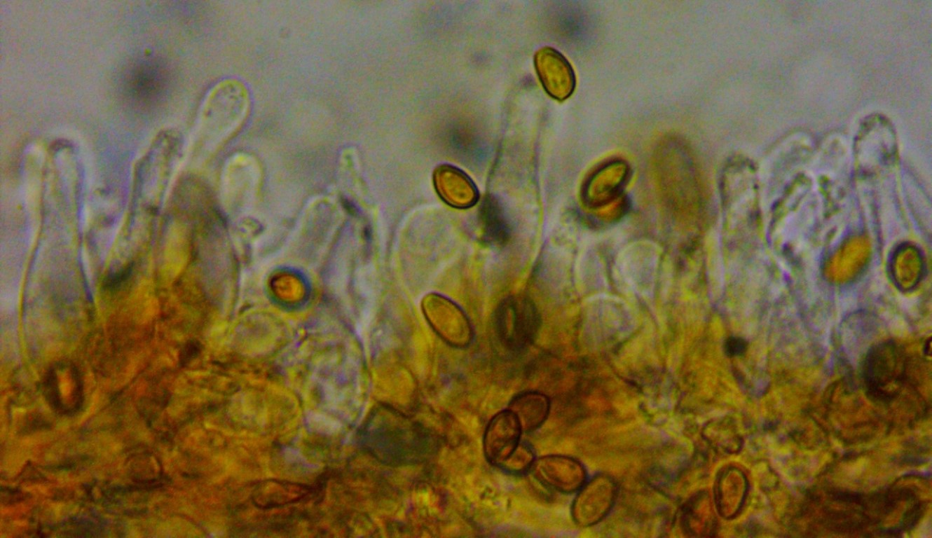 Pholiota lignicola Kuehneromyces Fruehlings Stockschwaemmchen Cheilozystiden Lamellenschneide Mikroskopie Schweden Bjurlven