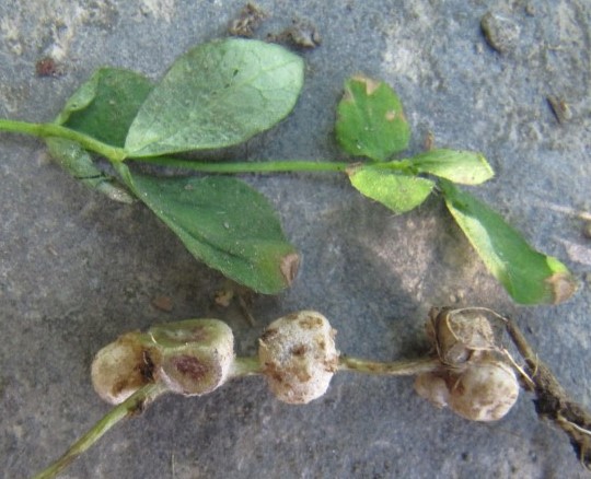 Physoderma potteri 1 Urophlyctis Toepfchenpilze Chytridiomycota Flagellatenpilze Nationalpark Eifel Sumpfhornklee Lotus uliginosus