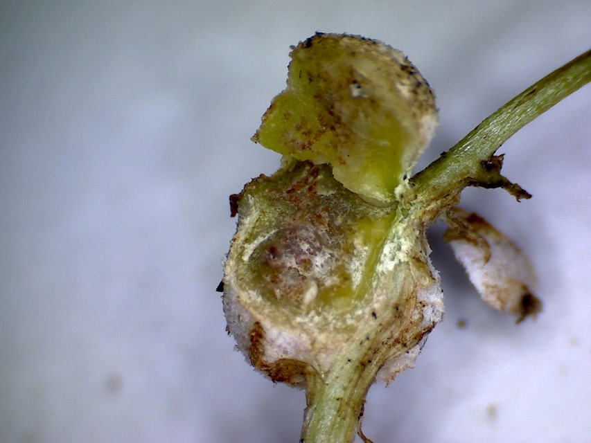 Physoderma potteri 4 Chytridiomycota Zygomycota Flagellatenpilze Jochpilze Pflanzengalle Staengel oberirdisch Insekten Niedermoor Binse