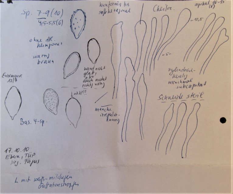 Pleuromyces hungaricus Zeichnung Skizze mikroskopische Merkmale Sporen Cheilozystiden Ebern Unterfranken Truppenuebungsplatz Krieglsteiner Lothar