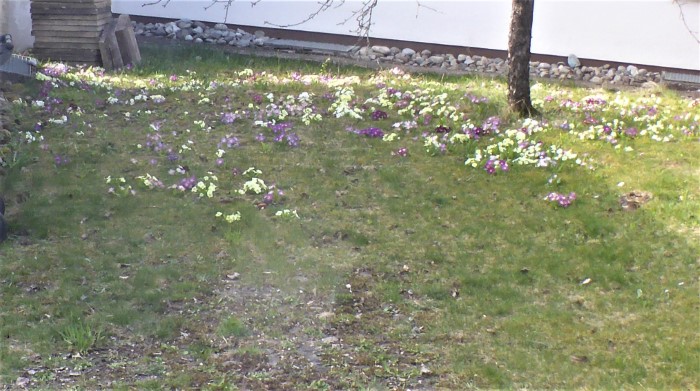 Primula acaulis Bastarde Gartenprimeln gelb violett lila Staengellose Schluesselblume Maerchengarten schaedlich Wildformen Echte Hohe Wiesen Wald gepflanzt ausgebracht Gartenabfaelle Waldwege Rastplaetze