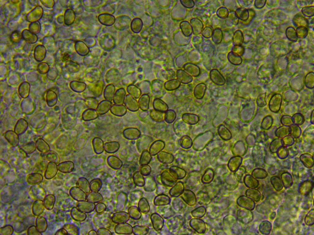 Simocybe coniophora Sporen nierenfoermig eingeschnuert klein Thuringia Hainich Krieglsteiner BeLongDead