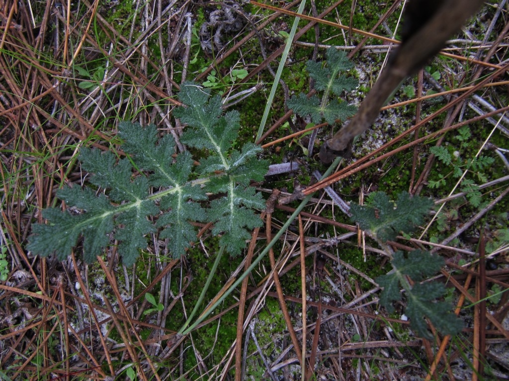 Thapsia villosa Doldenbluetler Apiaceae giftig Blaetter Pflanzenbestimmung Kraeuterseminar Pleurotus eryngii Wirt