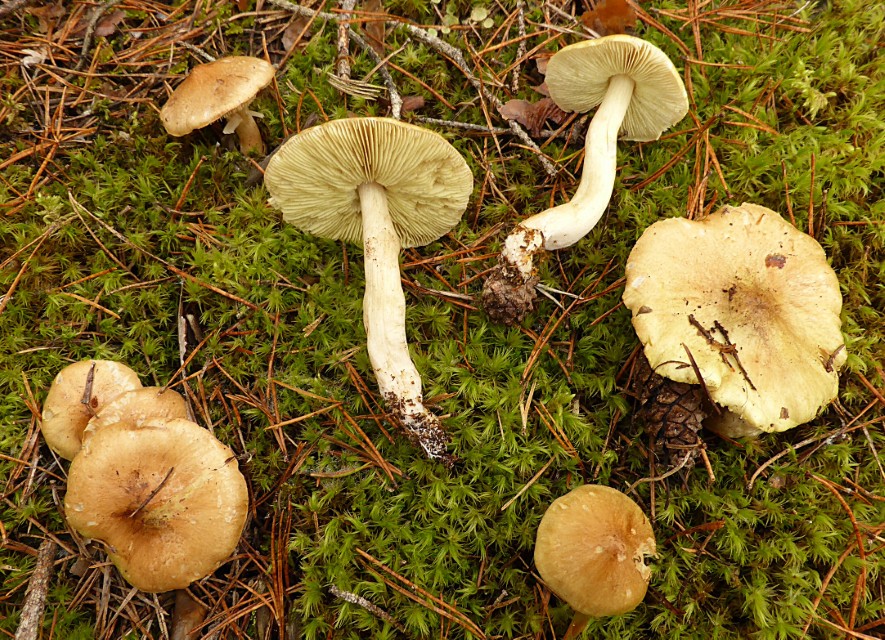 Tricholoma aestuans 1 Galliger Ritterling Pfeffer Flechten Kiefernwald Dicranum polylsetum Preiselbeere Heidelbeere equestre Fleisch weiss Gruenling Pinus Bayern Mittelfranken Krieglsteiner