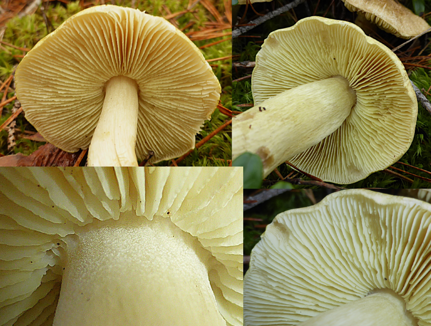 Tricholoma aestuans 10 Pilzexperte Krieglsteiner Pilzschule Kartierung Erfassung Erhebung Biodiversitaet Pilzgruppen Lamellenpilze Hutpilz Merkmale Kiefernwald Pinus Dicranum polysetum Pilz