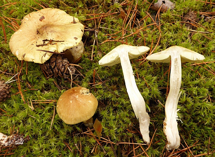 Tricholoma aestuans 2 Gruener Pfeffer Ritterling Galliger Dicrano Pinetum Dicranum polysetum Pinus sylvestris Hut kegelig radial faserig schuppig Fleisch weiss Geschmack bitter scharf Pilz