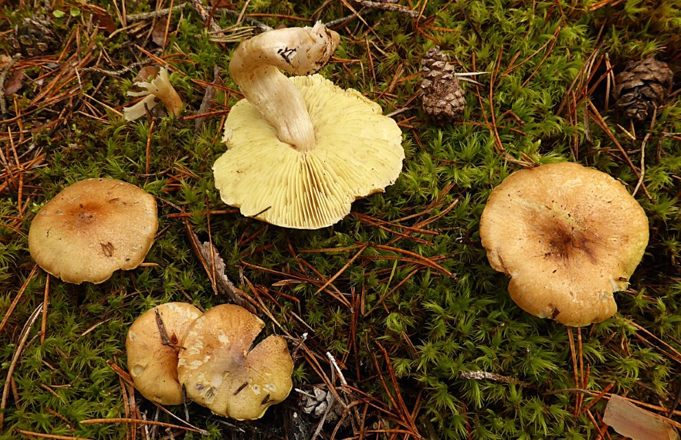 Tricholoma aestuans 3 Galliger Ritterling Pilz des Monats naehrstoffarme Kiefernwald sauer basisch Feldmykologe PSV Krieglsteiner Pilzschule Schwaebischer Wald Artenkenntnis Biodiversitaet