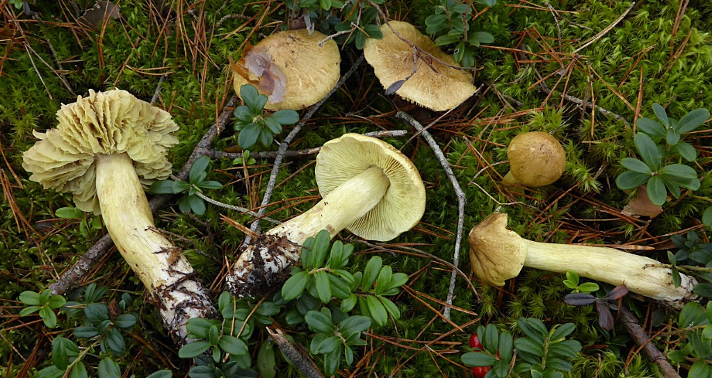 Tricholoma aestuans 4 Galliger Ritterling equestre Gruenling Bayern Mittelfranken Rote Liste stark gefaehrdet Preiselbeere gelb Fleisch weiss Mehlgeruch Krieglsteiner Lothar Pilzschule Pilz