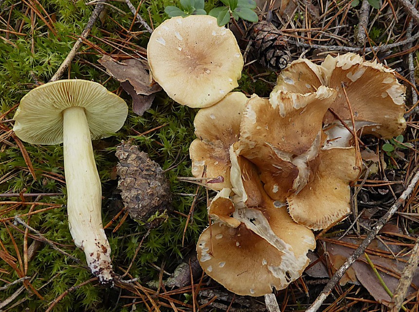 Tricholoma aestuans 5 Galliger Ritterling Pfeffer Bayern Mittelfranken Roth Kiefernwald sauer naehrstoffarm Moose Flechten Cladonia Rentierflechten Boden Mykorrhiza Rote Liste Pilzschule