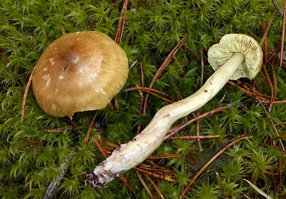 Tricholoma aestuans 6 Galliger Ritterling Gruener Pfeffer Ritterling Pilzschule Ueberduengung Nitrat Landwirtschaft modern konventionell Ursache Rote Liste Pflanzen Verkehr Verbrennung PSV