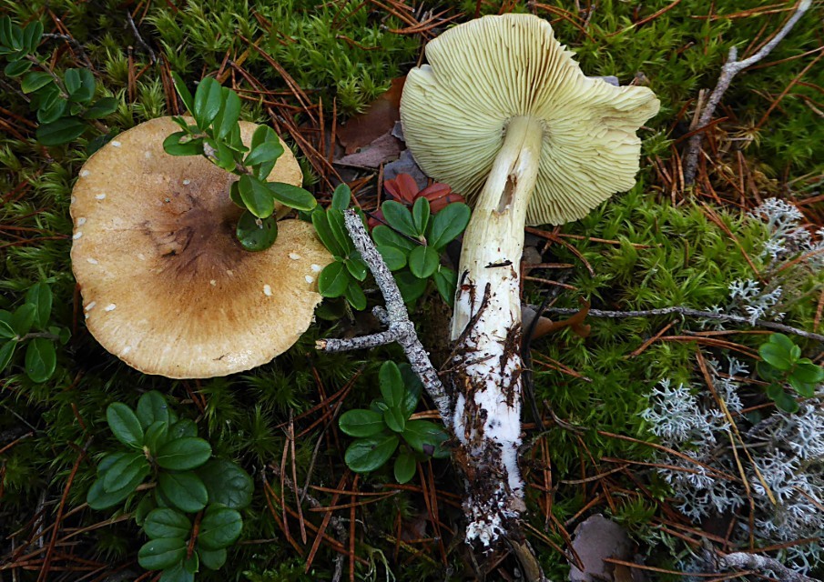 Tricholoma aestuans 7 Galliger Ritterling Rentierflechten Cladonia Lecanorales Mykorrhiza Kiefer sauer naehrstoffarm Wald Gruenling equestre Rhabdomyolyse Giftpilz Speisepilz Feldmyologe