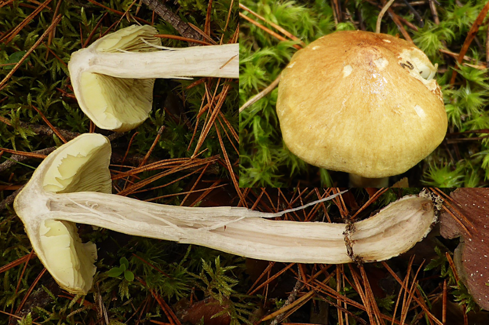 Tricholoma aestuans 8 Flesich weiss Geruch mehlartig Geschmacik bitter scharf Galliger Ritterling Kiefernwald sauer Pilzexpertin Pilzkurse Seminare Artenvielfalt Biodiversitaet Rueckgang