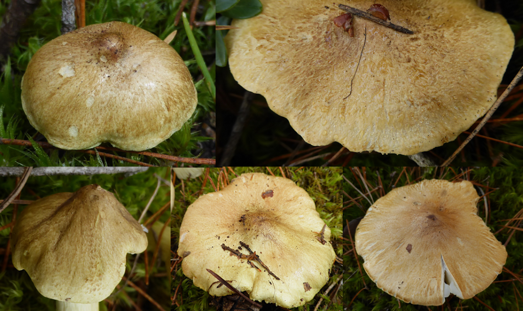 Tricholoma aestuans 9 Pilz des Monats Bayern Mittelfranken Krieglsteiner Pilzexpertin Feldmykoologe PSV Fachberater Galliger Ritterling Artenvielfalt Gutachten Erfassung Bestimmung Pilz.bak