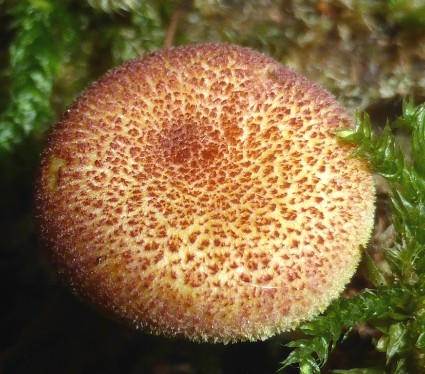 Tricholomopsis-flammula-Oberseite-2-Zwerg-Holzritterling-Schwäbisch-Gmünd-Költ