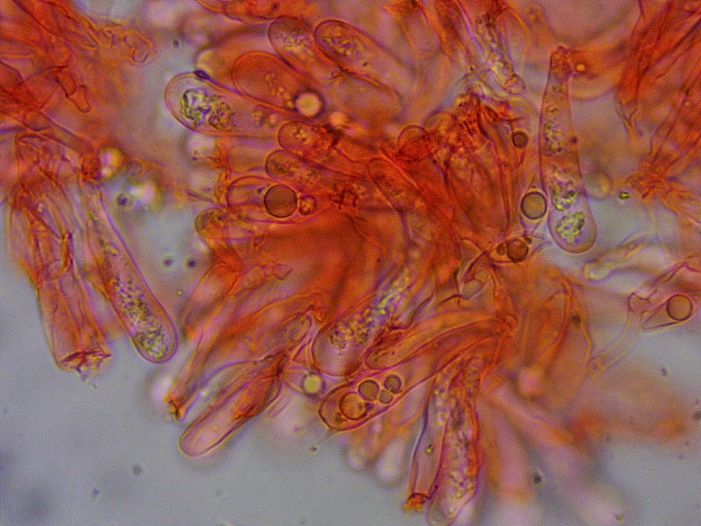 Woldmaria filicina Mikroskopie 4 Basidien tot Kongorot Tropfen viersporig Mikroskopierkurs toxische Medien