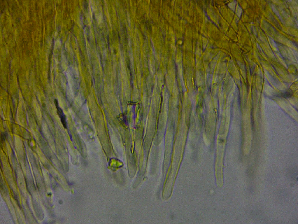 Woldmaria filicina Mikroskopie 5 Randhaare braun Geselliges Ockerroehrchen Neufund synanthrop Baden Wuerttemberg Stuttgart