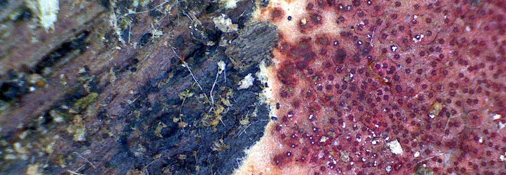 Hypocrea-parmastoi-Trichoderma-Purpurrotes-Stromakissen-Banner