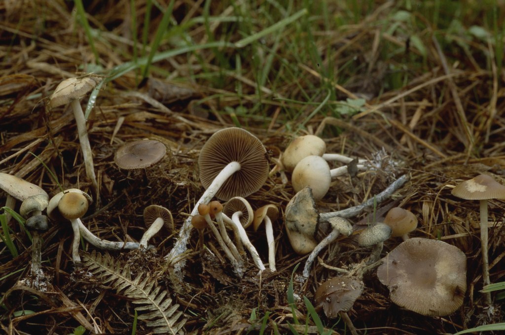 Psilocybe-cyanescens-Blauender-Kahlkopf-Bayern-Bayerischer-Wald-Deggendorf-Pilze-Psilocybin-Psilocin-Halluzinogen-magic-mushrooms