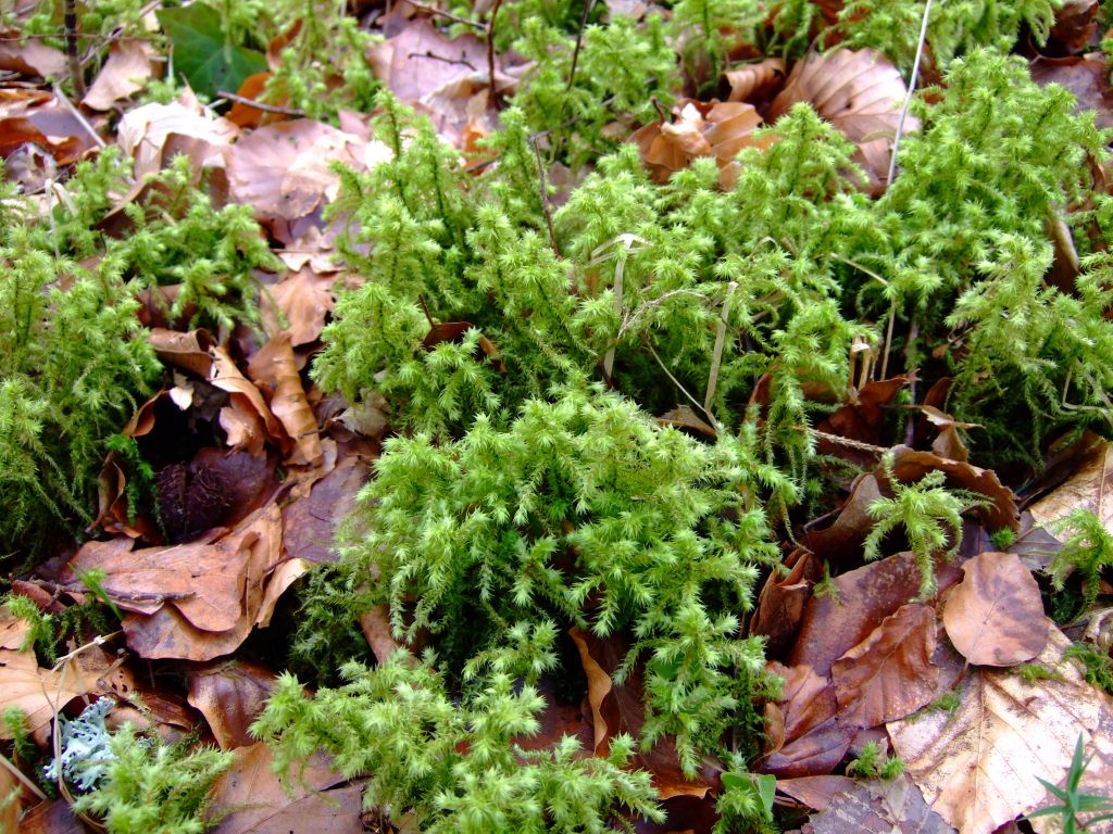 Rhytidiadelphus-triquetrus-Großes-Kranzmoos-Zeigerpflanze-saure-Wälder-Mooskurs-Schwäbischer-Wald
