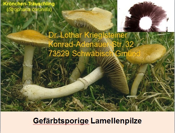 Blätterpilze-braunsporige-Pilzschule-Schwäbischer-Wald