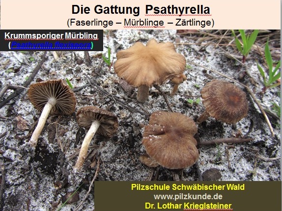 Faserlinge-Psathyrella-Blätterpilze-dunkelsporig-Homophron-Cystoagaricus