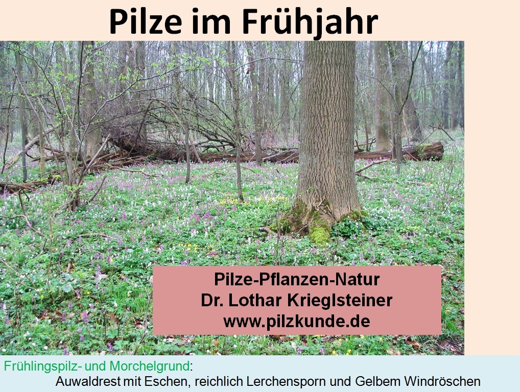 Frühlingspilze-Pilzkurs-Morchelsuche-Seminar