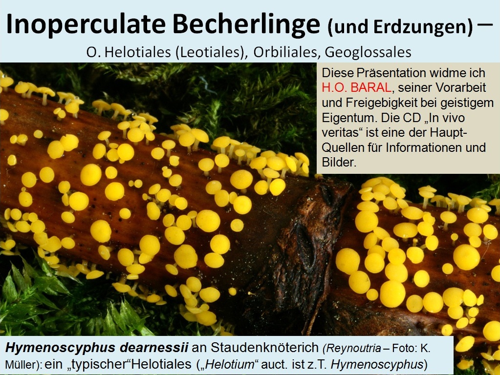 Inoperculate-Becherlinge-Helotiales-Schlauchpilzkurs