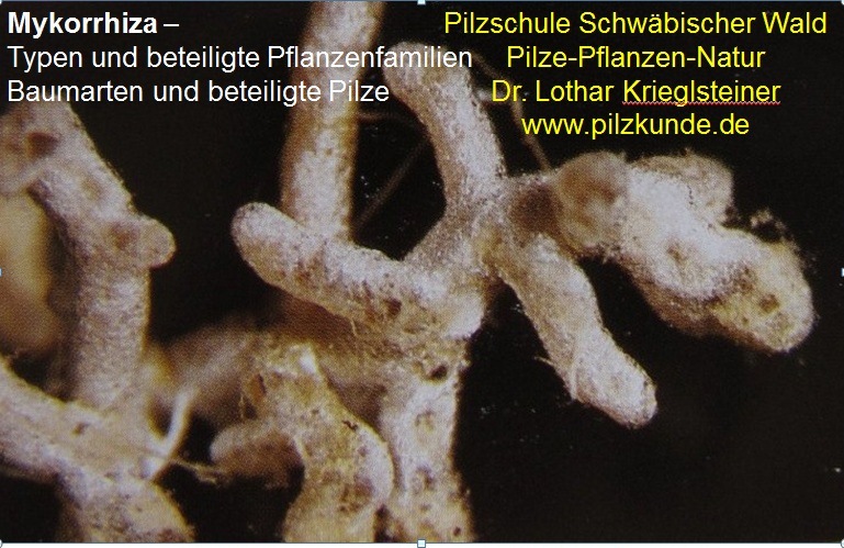 Mykorrhiza-Symbiose-Pflanzen-Pilze-Pilzschule-Schwäbischer-Wald