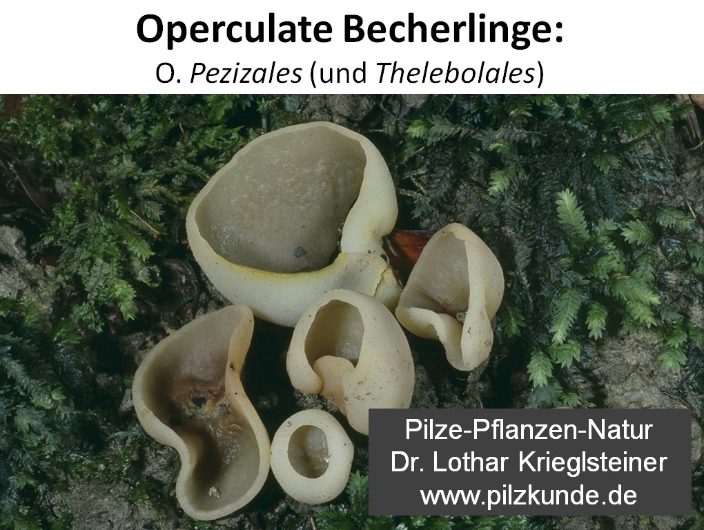 Operculate-Becherlinge-Pezizales-Schlauchpilzkurs