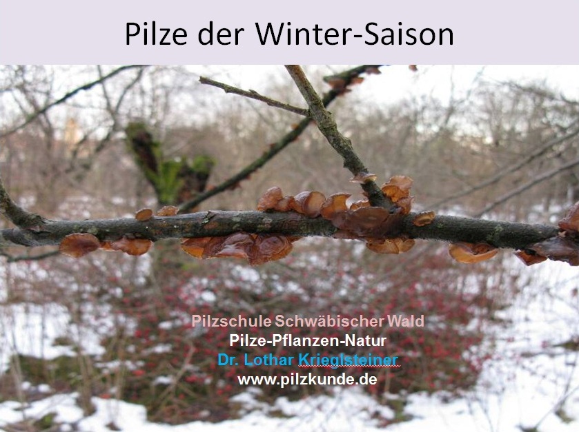 Pilze-Wintersaison