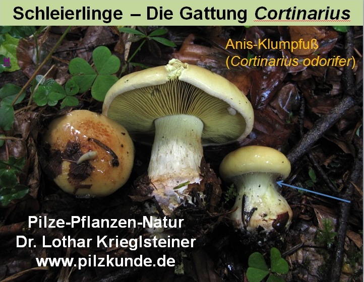 Schleierlinge-Cortinarius-Pilzkurs-für-Fortgeschrittene-Telamonia-Dermocybe-Myxacium-Phlegmacium