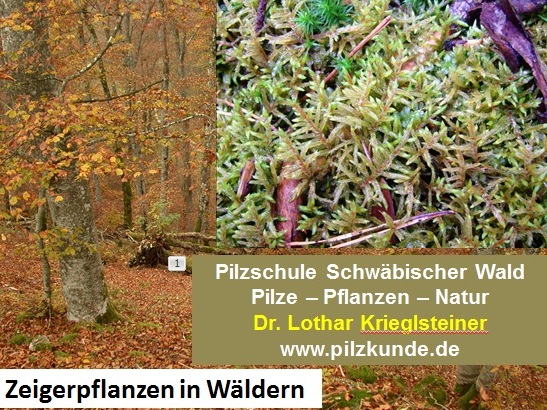 Zeigerpflanzen-in-Wäldern-pH-Feuchtigkeit-Stickstoff-Nährstoffe-sauer-basenreich-Kalk